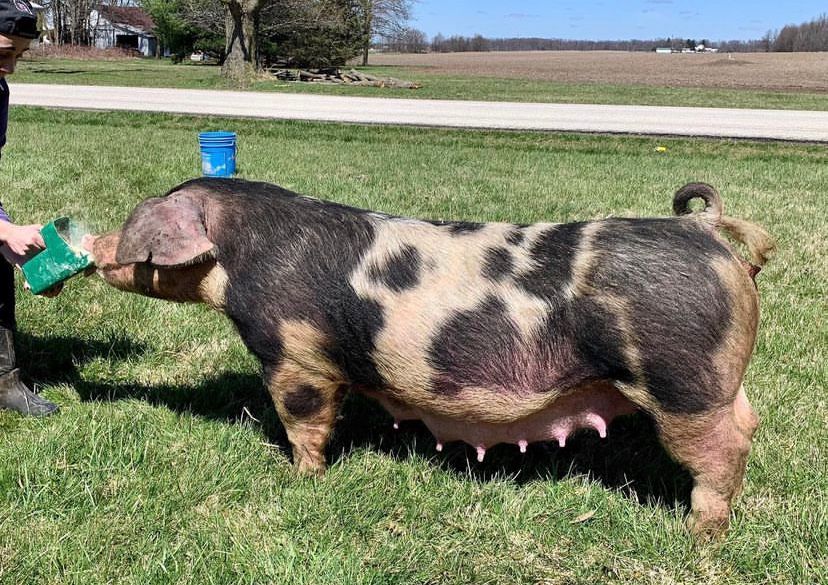 kunekune purebred